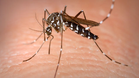 The role of Medicaid in the Zika virus epidemics