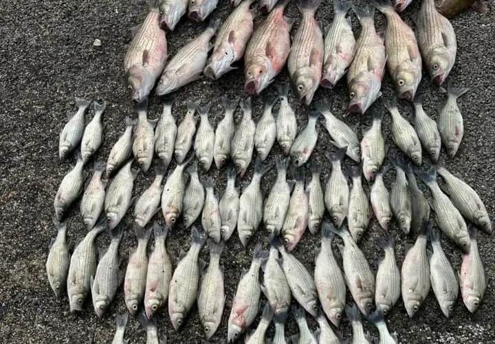 Clear Lake Galveston - Bay Fishing
