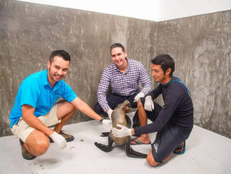 ¡“Marquitos” el lobo marino se encuentra mejorando!