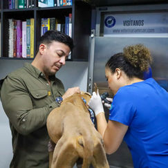 Gobierno municipal rescata a dos perros abandonados y refuerza acciones contra el maltrato animal