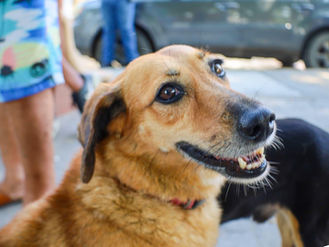 Israel Santillán fortalece acciones de bienestar animal con jornada de esterilización en La Cruz de Huanacaxtle