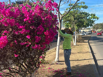 SISEP Continúa con los Trabajos de Embellecimiento del Municipio