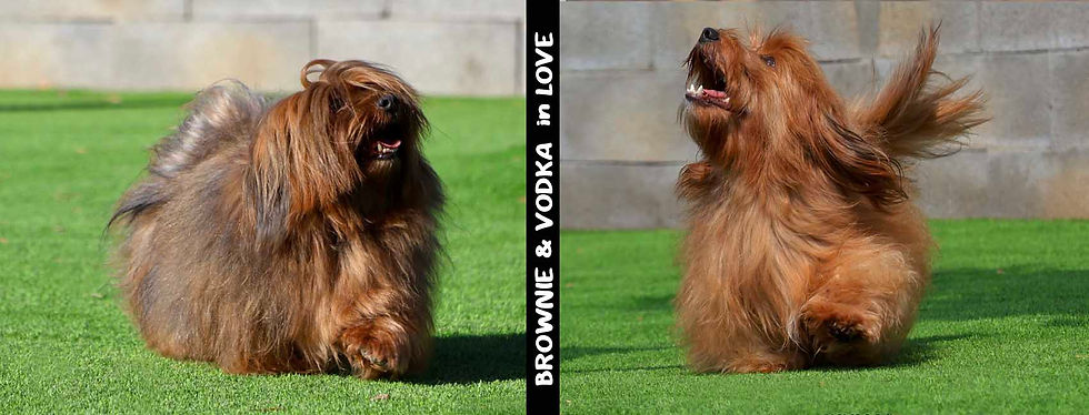 Web Brownie i vodak.jpg