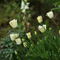 Daisy Buds