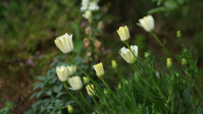 ¿Cómo puedes pelearte?