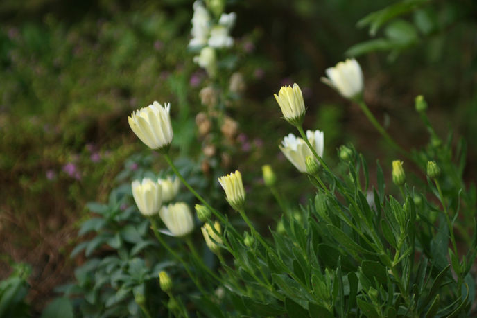 The World of Marketing: Selling Your Daisy Chain