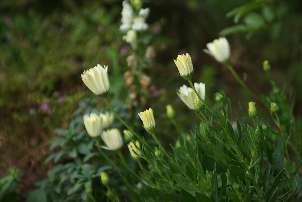Yellow Flowers Closeup
