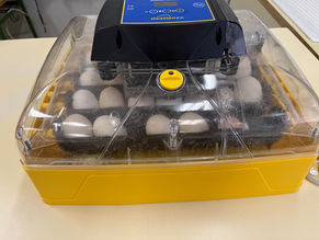 Crías de gallina murciana. Departamento de Biología.