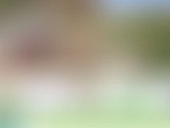 PLANTACIÓN BOSQUE DE RIBERA EN EL RÍO SEGURA