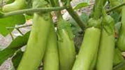 Green Long Eggplant