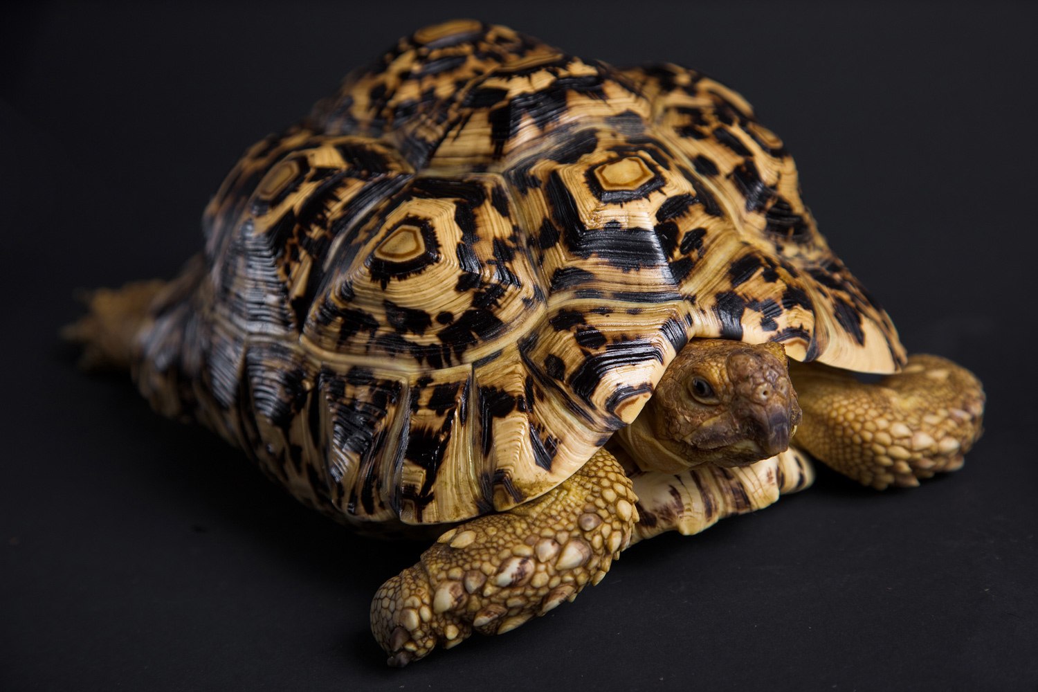 tortoise vet