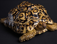 Tortuga