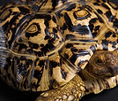 Tortuga