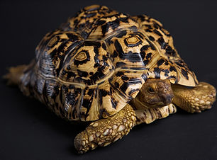 tortue