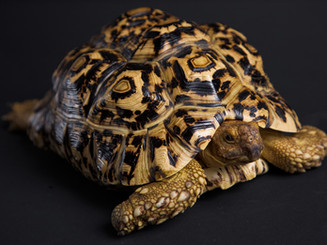 Tortuga
