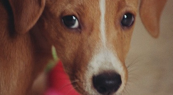 Sad%20Dog_edited.jpg
