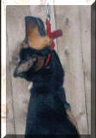 Hung-Dog-Closeup_small.jpg