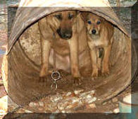 Chained-Mother-Pup_small.jpg