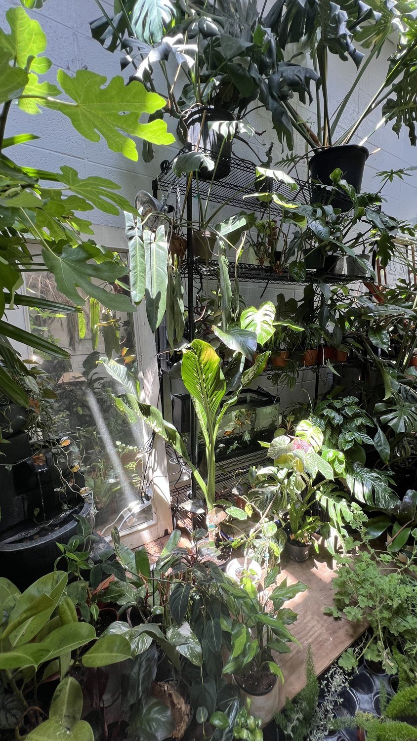 Sunlight across the plants inside the Chicago shop.