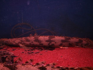 エンドリブランド・ロイヤルニジェール