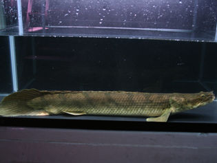 ヤフオク出品のコンギクス