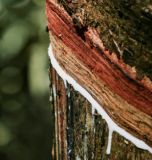 rubber tree_edited.jpg