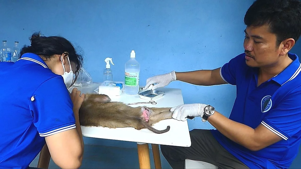 save injury monkey.webp
