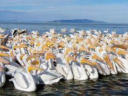 Borregos emplumados migrantes, arriban a Michoacán