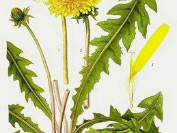 La hierba aromática que limpia el hígado mientras duerme: receta para prepararla