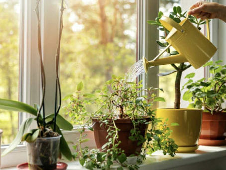 🌱 LAS PLANTAS: PEQUEÑOS PULMONES EN EL HOGAR 🌱