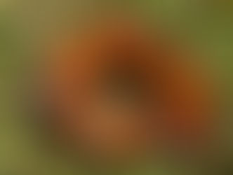 País de la Monarca, listo para recibir a visitantes esta temporada invernal