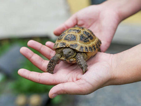 🐢 TORTUGAS: VIAJERAS DEL TIEMPO DESDE LA ERA DE LOS DINOSAURIOS 🦖🌍