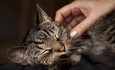¿Por qué los gatos cierran los ojos cuando los acarician?