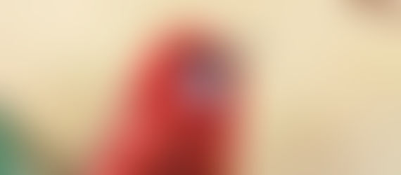 *Únete al Festival de Aves de Michoacán y descubre la belleza de nuestras especies: Sectur*