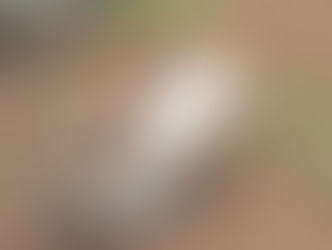 Centro de Atención Animal continúa con servicios de esterilización y adopción durante todo agosto