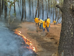 *Trabajan 72 brigadas en atención de incendios forestales en Michoacán*