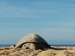 2a Reunión Internacional sobre Tortugas Marinas del Pacifico Oriental Tropical: reto de la conservac