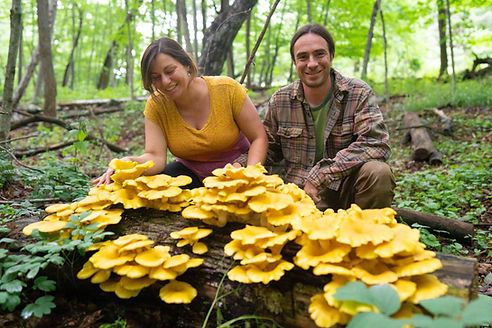 Anna and Justin harvesting golden oyster mushrooms (Pleurotus citrinopileatus) Photo by Co