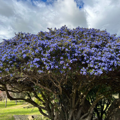 Spring flowers
