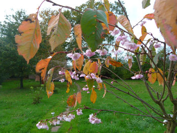 20 novembre : c'est le printemps !