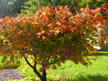 Buisson ardent