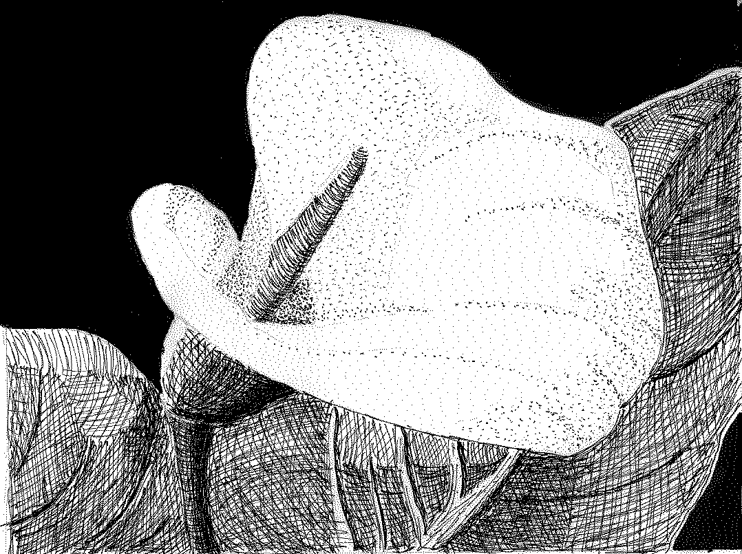 Arum lily