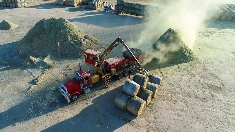 Grinding fresh alfalfa.