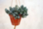 Thumbnail: Simple Macrame plant hanger