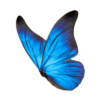 Selene elements playground.png