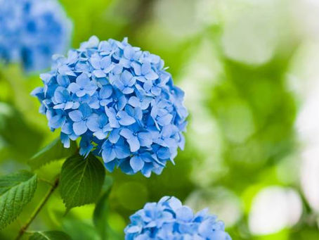6月の休院日