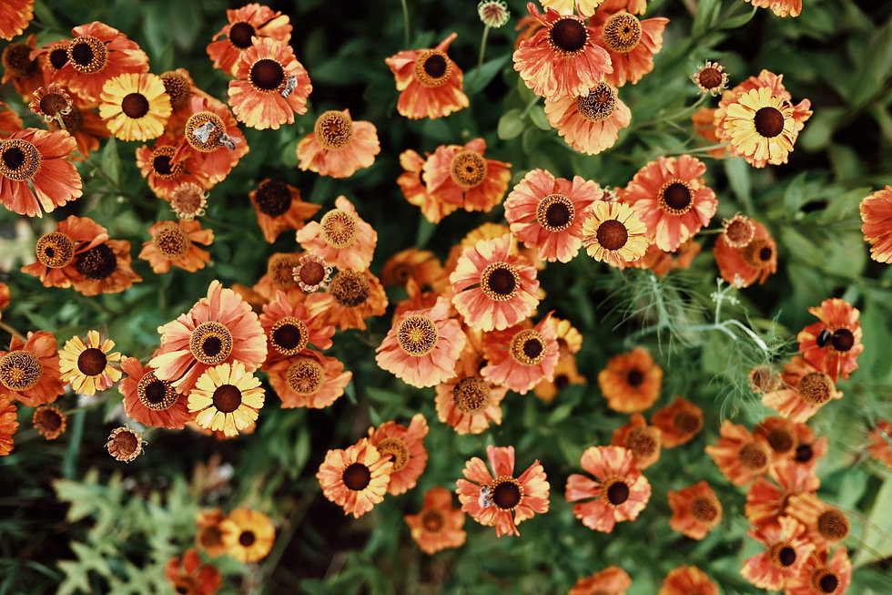 Helenium.jpeg