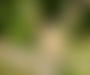 WHEN THISTLEDOWN FLIES