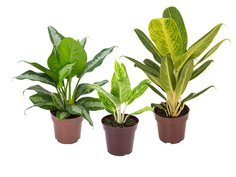 Aglaonema Variada p17
