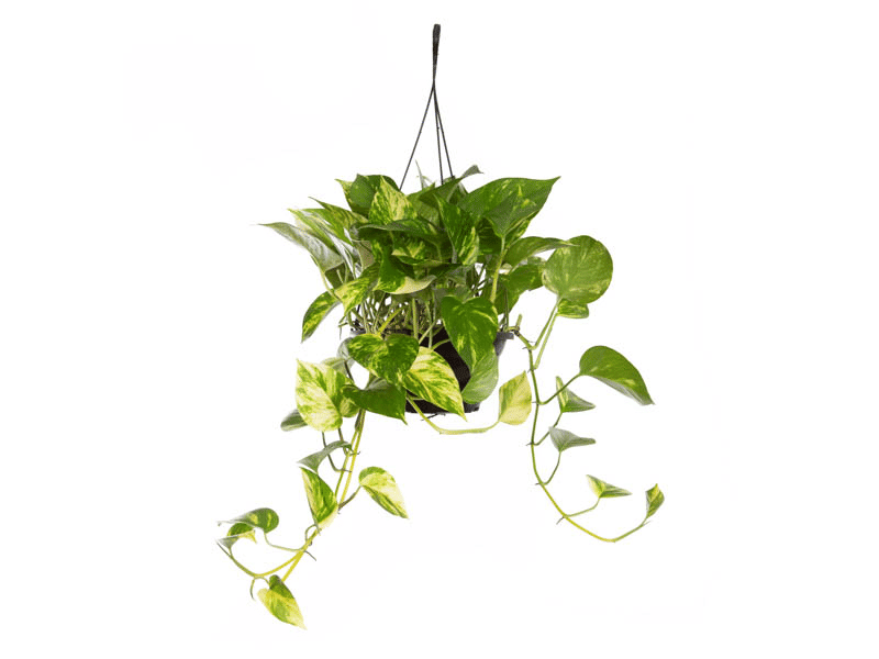 Jiboia Verde Pendente c21